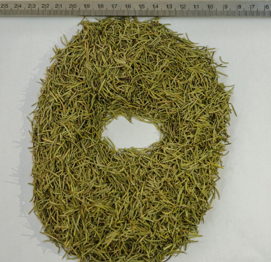 Dried Rosemary (Salvia rosmarinus-Rosmarinus officinalis) Dried Rosemary (Salvia rosmarinus-Rosmarinus officinalis)