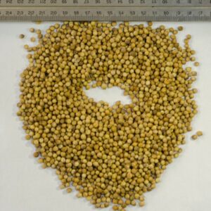 Coriander Seeds (Coriandrum sativum)