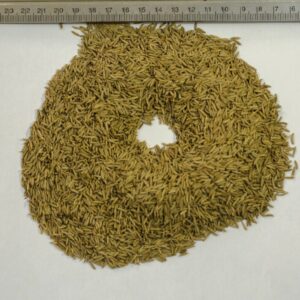 Caraway Seeds (Carum carvi)