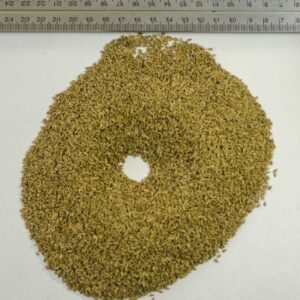 Anise seeds (Pimpinella anisum)