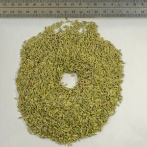 Dried Fennel Seeds (Foeniculum vulgare)