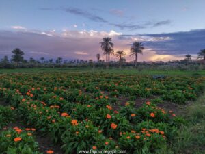 473628100 1035778878593729 6704006271219897267 n