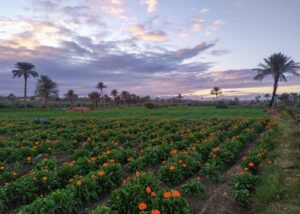 473685509 1035779151927035 1193376791724519241 N 1 300x214