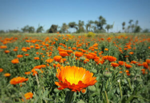 Fayoum01 800x550 2 300x206