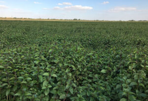 Fayoum02 800x550 2 300x206